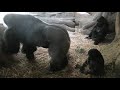 エナジー全開のリキとモモカ＆おとなしいトト　上野動物園　ニシゴリラ