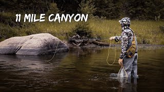 Fly Fishing Colorado's South Platte River - (11 Mile Canyon)