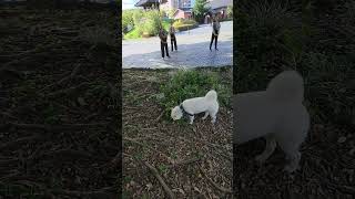 white Shiba inu and early morning exercisers at park 😂 白柴犬寶寶開箱一大早就在公園運動的閒人 早上好 台灣🌞