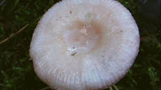 Russula nauseosa