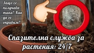 Каква е разликата между мухал и бяла плесен?