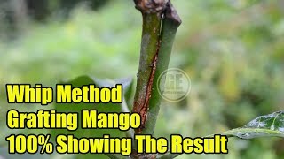 Mangos Whip Grafting Method 100% Showing Result