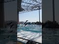 イルカジャンプがすごかった【マリンライブ「smiles」】 アドベンチャーワールド イルカショー dolphin dolphinshow