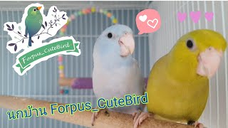 🦜Forpus_CuteBird • นกแก้วฟอพัสบ้านนี้ เน้นตัวกลมๆนะฮะ😅 #ForpusCutebird