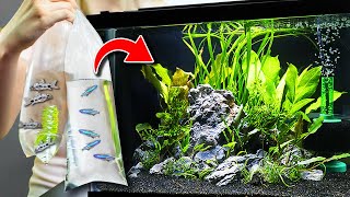 NEW Fish For 10 Gallon Planted Aquarium (Community Tank)