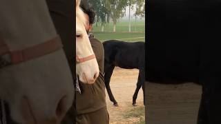 ਅਰਜਨ ਰੋਲੀ ਆਲੇ ਦੀ ਬੱਚੀ ਆ ਨੁਰੀ #horse #stallion #heavyhorse #horsefan #horseriding #horser