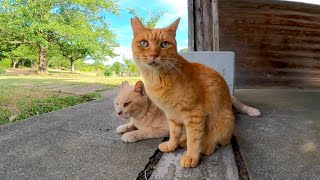 暑いので野鳥観察小屋で過ごす公園の仲良し二人組猫