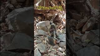 కోతి కలలోకొస్తే ఇలా జరుగుతుందా🥺😱😱#trending #viral #explore #monkeys #true #facts #vijjiartsandvlogs