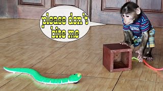Monkey YoYo Jr uses a chair to protect him from snake toy |Monkey Baby YoYo
