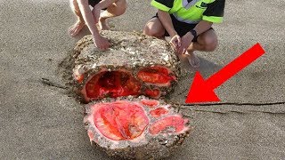Most MYSTERIOUS Discoveries Made In Nature!