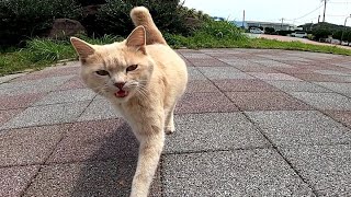 顔見たら一直線にモフられに来る野良猫がカワイイ