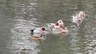 ヒドリガモ （緋鳥鴨）の鳴き声（オス・メス）