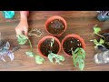 how to move water propagated plants to soil moving rooted plants from water to soil begonia