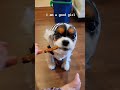 are you good or a piranha dogsbeingdogs dogs dogshorts funnypets cavalierkingcharlesspaniel