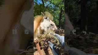 寝起き干し草【渋川動物公園】#shorts #馬 #horse