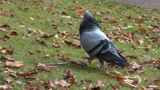 Autumn: Feral Pigeon Courtship Display