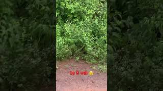 ଓଃ କି ବର୍ଷା 🫣 #mychannel #nature #rainyday