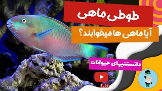 واقعیتی در مورد ماهی ها - آیا ماهی ها می خوابند؟