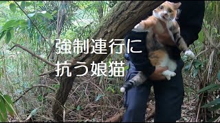 山に置き去りにされて心配なのに怖くないフリをする娘猫