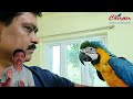 bird training parrot training କେମିତି କାଟିବେ ପର harness training