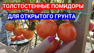 У САМЫХ  ВКУСНЫХ ПОМИДОРОВ - ТОЛСТЫЙ ПЕРИКАРПИЙ. ВЫБИРАЙТЕ ТОМАТЫ С ТОЛСТОЙ СТЕНКОЙ