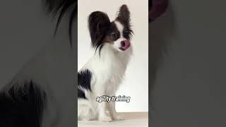 Intelligent Dogs: The Papillon