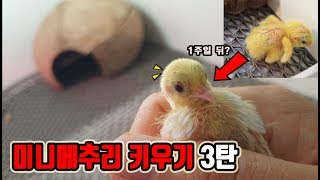 폭풍성장하다..헐!!! - 미니메추리 키우기3탄 [정브르]