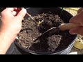 propagate figs from cuttings in water