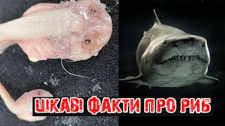 20 ЦІКАВИХ ФАКТІВ ПРО РИБ