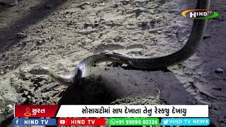 સુરતમાં વધુ એક દેખાયો ઝેરી સાપ