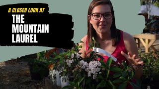 Mountain Laurel Plant Highlight | Catherine Arensberg