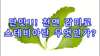 단맛! 천연 감미료 스테비아란 무엇인가?