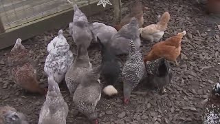 Consider these conditions before buying a chicken to grow your own eggs