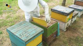 How to Apply Beeswax Foundation To Frame #honey #bee #beekeeperslife #beekeepingequipment