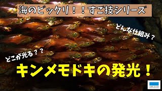 海のビックリ！！すご技シリーズ㉔「キンメモドキ」