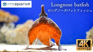 【4K】ロングノーズバットフィッシュ サンシャイン水族館 (Longnose batfish Sunshine Aquarium Tokyo Japan)