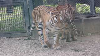 202010 アムールトラ 令君と動き出した風君    in   秋田市大森山動物園