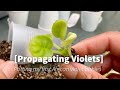 Propagating African Violets- Potting my first African violet babies