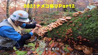 2021ナメコ採りPart2