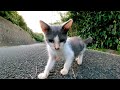 道端に野良猫の親子がいたのでバイクを停めて近づいてみた