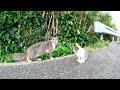 道端に野良猫の親子がいたのでバイクを停めて近づいてみた