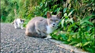 道端に野良猫の親子がいたのでバイクを停めて近づいてみた