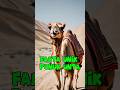 Fakta unik punuk unta/Unique facts about camel humps #shortsyoutube #faktaunik #shortvideo #facts