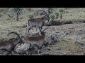 walia ibex in simien mountains national park