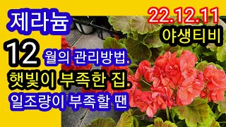 12월의 제라늄 관리방법,햇빛이 부족할 땐!