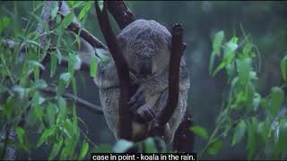 koalas in the rain