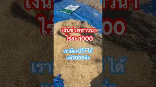 #เงินช่วยเหลือชาวนา #ค่าเก็บเกี่ยวไร่ละ1000 #เพื่อไทย #ธกส #ชาวนา #ชาวนาได้เฮ #เกษตรกร #ข่าวกระแส