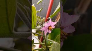 #balcony farm Dubai #brinjal flower