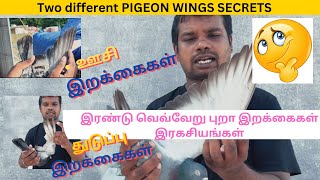 Two different pigeon wings secrets||இரண்டு வெவ்வேறு புறா இறக்கைகள் || Kabutar ki video #petsworld