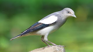 灰背椋鳥(噪林鳥)/White-shouldered Starling